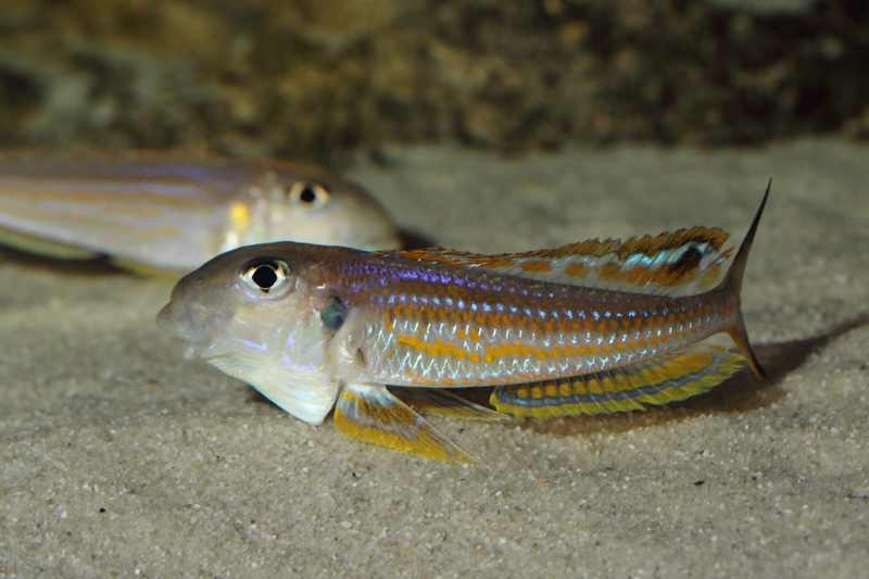 Xenotilapia ochrogenys 'Karilani Island'